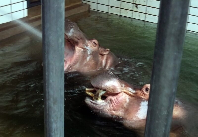 ARD/​SWR EISBƒR, AFFE & CO FOLGE 140, „Zoogeschichten aus Stuttgart“, am Mittwoch (17.11.10) um 16:10 Uhr im ERSTEN. Die Flusspferde der Wilhelma teilen sich die Anlage mit Pferdflusspferd Hanniball. Der genieﬂt hier eine Menge Privilegien. – Bild: SWR/​Jens Klinger