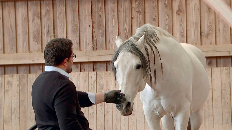 Der „Pferdeflüsterer“ Timo Ameruoso mit dem Hengst Chupito. – Bild: HR