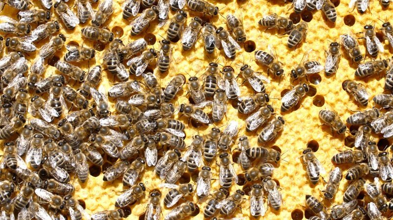 Bienen auf einer Bienenwabe. – Bild: HR
