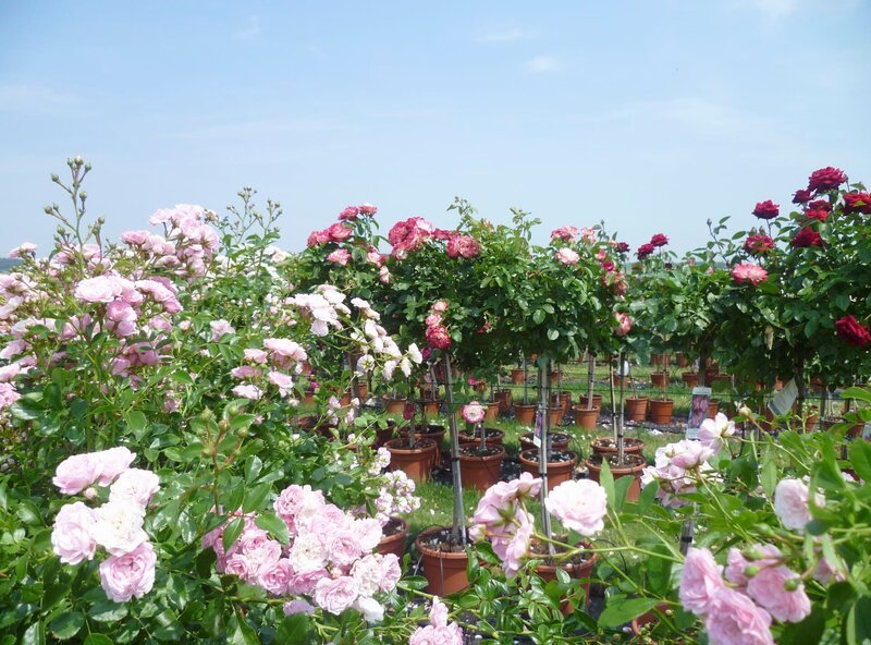 Der RosenPark Dräger bietet die größte Auswahl an Hochstammrosen in Deutschland. – Bild: HR/​Heide Kegel