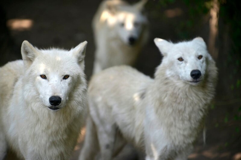 Die Polarwölfe des Zoo Berlin. – Bild: rbb/​Thomas Ernst