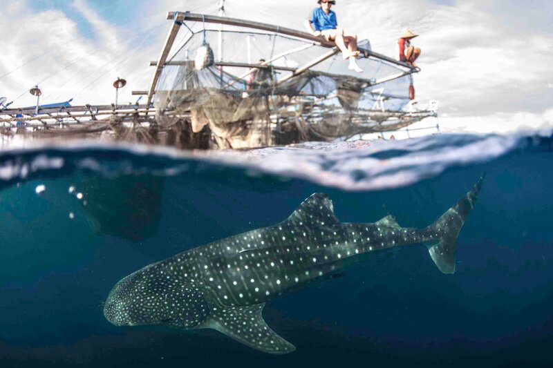 Walhai unter Bagan (Fischerfloß), Cenderawasih Bay, Papua Barat, Indonesien – Bild: Terra Mater /​ Nick Law