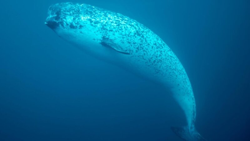 Eine Narwal-Kuh – Bild: NGC /​ Brian Leith Productions /​ Ter /​ National Geographic Channel /​ Brian Leith Productions /​ Terra Mater /​ Kieran O’Donovan