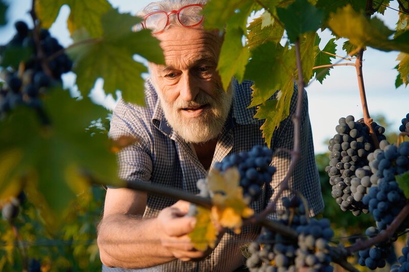 Marino Colleoni begutachtet seine Sangiovese-Trauben. – Bild: SRF/​Florianfilm