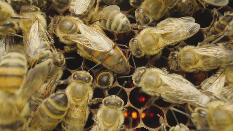 Der Kern eines Bienenstockes sind die Brutwaben. Die Königin legt täglich bis zu 2000 Eier. – Bild: 3sat