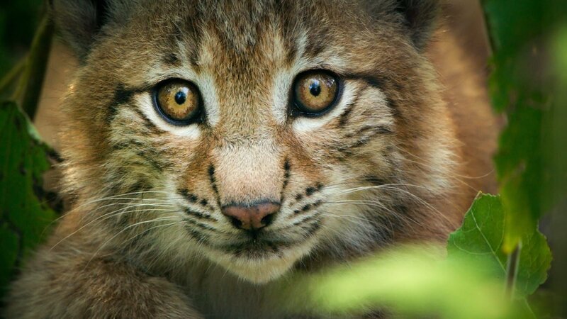 Luchse galten bis Mitte des letzten Jahrhunderts als ausgestorben, jetzt leben wieder 15 Luchsfamilien im Nationalpark Bayerischer Wald. – Bild: ORF/​Light & Shadow GmbH