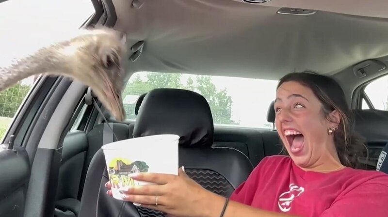 In einem Safaripark überraschen Wildtiere eine Touristin im Auto. +++ – Bild: RTL /​ Die faszinierendsten Tiergeschichten der Welt