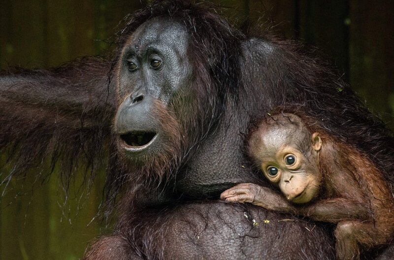 Acht Jahre lang wird sich diese Orang-Utan-Mutter um ihr Kind kümmern. In dieser Zeit muss der kleine Affe lernen, wie er im Regenwald Borneos überleben kann. – Bild: Cede Prudente
