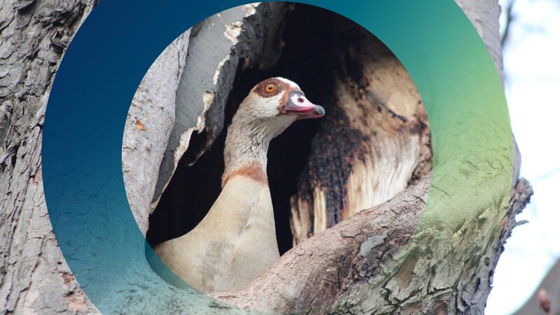 Ob Nilgänse tatsächlich eine ernsthafte Bedrohung für die Populationen heimischer Wasservogelarten darstellen, ist wissenschaftlich bislang nicht belegt. – Bild: ZDF