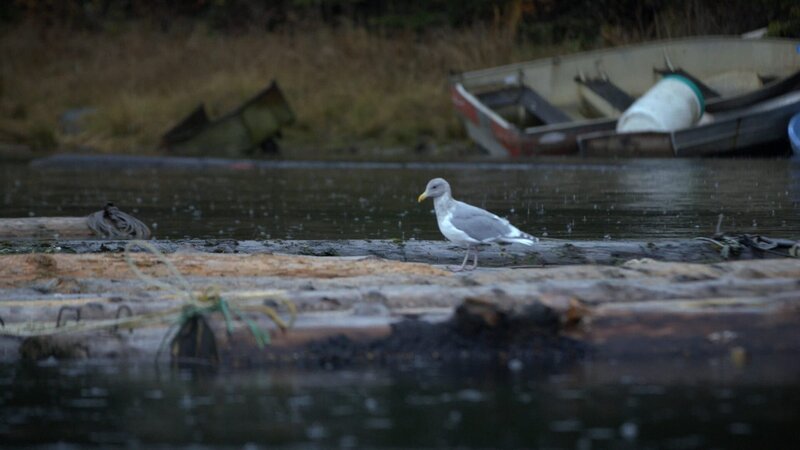 A seagull perched on a log in Port Protection. (National Geographic/​Kevin Nowicki) – Bild: Kevin Nowicki /​ National Geographic