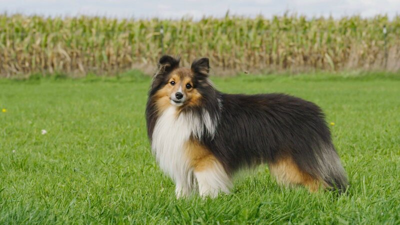 Shelties ähneln Collies. Mit knapp 7 Kilogramm Gewicht und 37 Zentimeter Schulterhöhe ist die Hunderasse aber deutlich kleiner. – Bild: BR/​TEXT+BILD Medienproduktion GmbH & Co. KG/​Ben Wolter