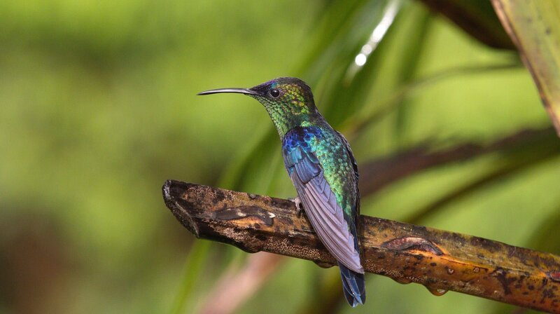 Im subtropischen Andenklima lockt die Blütenpracht Nektarschlürfer und Flugweltmeister an: Kolibris. – Bild: WDR/​NDR/​doclights/​Cosmos Factory
