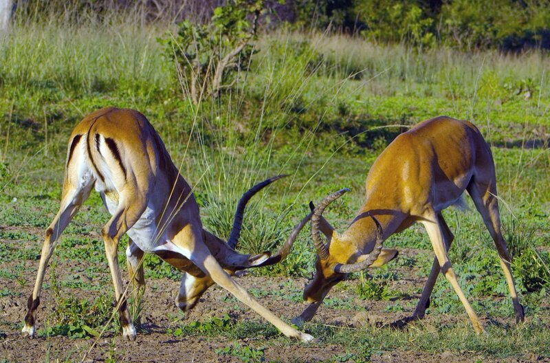 Um ihr Paarungsrecht zu verteidigen, schrecken Impalamännchen auch vor einem Kampf nicht zurück. – Bild: BBC Studios