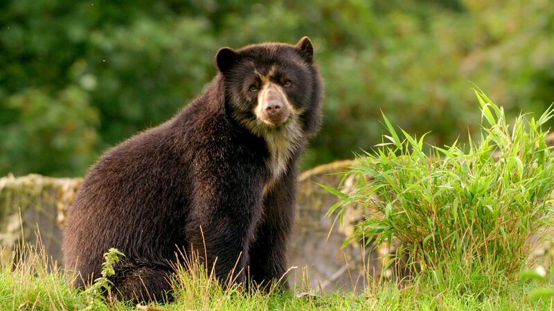 Der Brillenbär oder Andenbär – Bild: ORF/​Universal