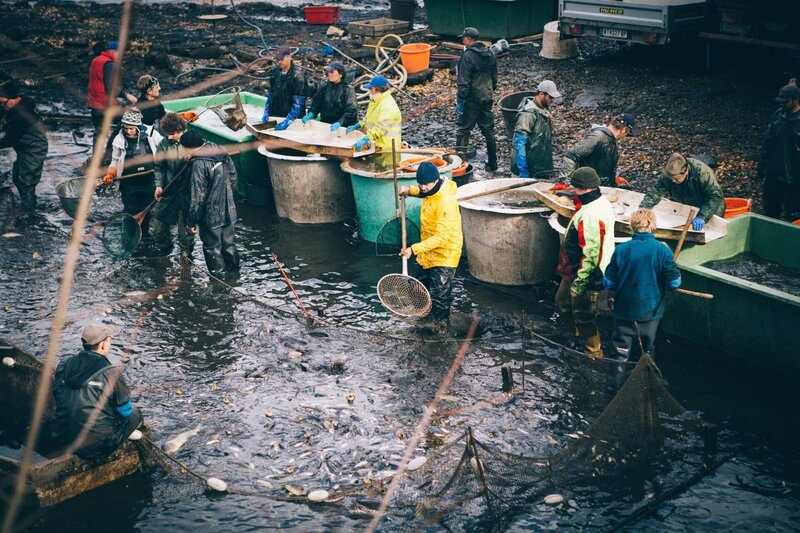 Karpfenausfischen. – Bild: ORF/​Jenseide/​Jakob Andriamaro