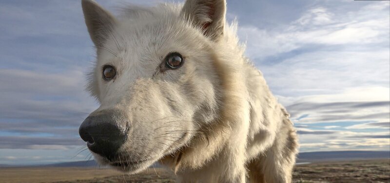 So nah kann einem wildlebenden Wolf nur eine versteckte Kamera kommen – vor einem Menschen wäre das Tier längst geflohen. – Bild: ORF/​BBC/​John Downer Productions
