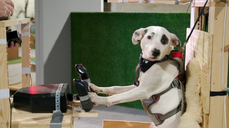 Bullterrier Shadow trainiert am Flugsimulator für seinen ersten Flug. Ob dieses haarige Experiment gelingt? – Bild: TVNOW
