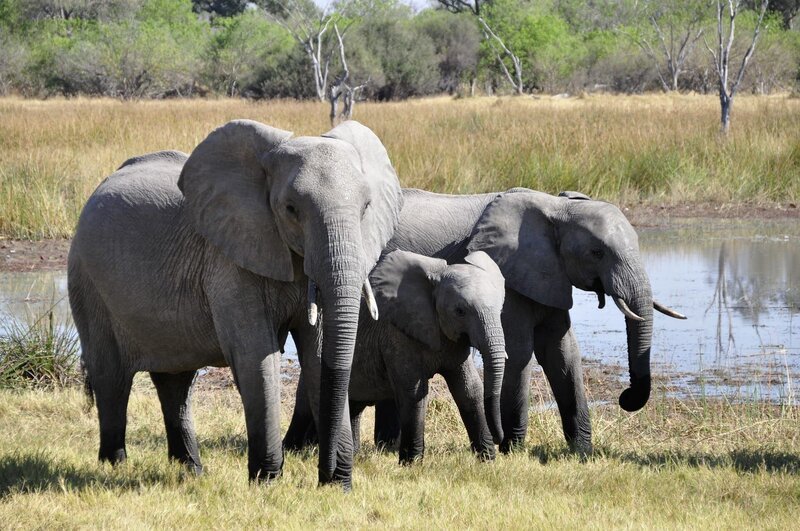 Elephants – Bild: CC0 Creative Commons