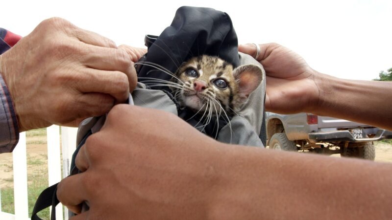 Falton übernimmt den verwaisten Margay und wird sich ab jetzt als Ersatzmutter um ihn kümmern. – Bild: BR/Marion Pöllmann Falton übernimmt den verwaisten Margay und wird sich ab jetzt als Ersatzmutter um ihn kümmern. – Bild: BR/Marion Pöllmann