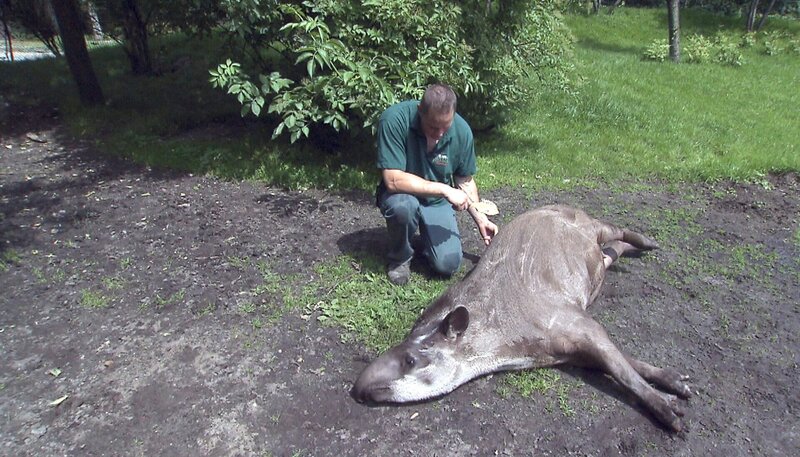 ARD/​NDR LEOPARD, SEEBÄR & CO., FOLGE 134, am Dienstag (23.04.13) um 16:10 Uhr im ERSTEN. Tierpfleger Thomas Günther verwöhnt Tapir Xingo. – Bild: NDR/​DocLights GmbH