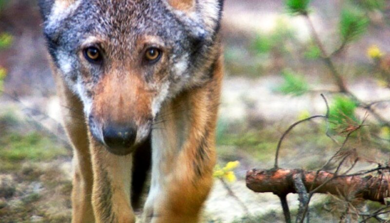 Wölfe auf dem Vormarsch. Seit einem guten Jahrzehnt leben wieder Wölfe in Deutschland: Ein aus Polen eingewandertes Wolfspaar machte den Anfang – in der Lausitz! – Bild: NDR/​Altayfilm