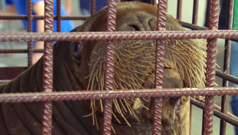 ARD/​NDR LEOPARD, SEEBÄR & CO., FOLGE 133, am Montag (22.04.13) um 16:10 Uhr im ERSTEN. Walross Nesseyka kommt an. – Bild: NDR/​DocLights GmbH