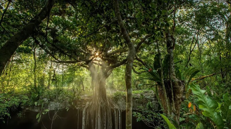 Regenwald – Bild: phoenix/​ZDF/​BBC