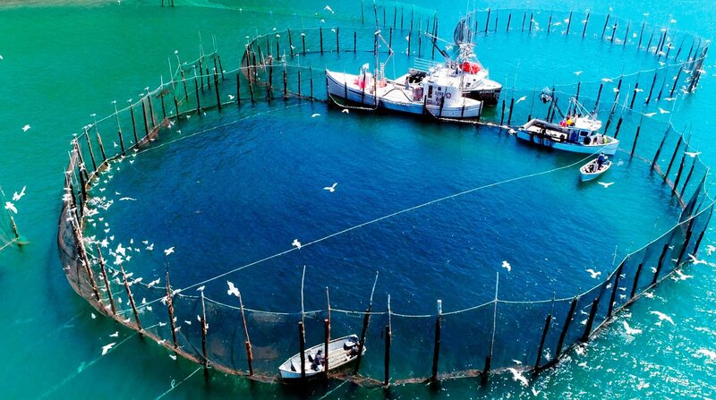 In der Bay of Fundy sind Fischwehre mit Holzpfosten im Meeresboden seit Jahrhunderten die traditionelle und ertragreichste Methode, Fisch zu fangen. – Bild: NDR/​Fundy Media Inc.