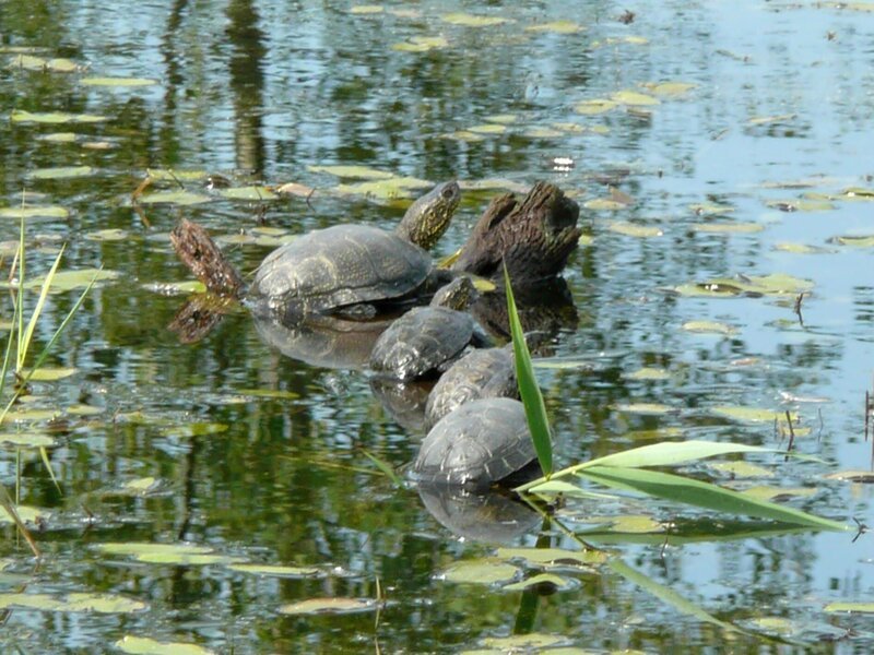 Europäische Sumpfschildkröten auf ihrem Sonnenplatz im Naturerlebnis-Zentrum Blumberger Mühle. – Bild: KiKA/​ExtraVista Film & TV/​Rolf Sakulowski/​Lenore Beindorf