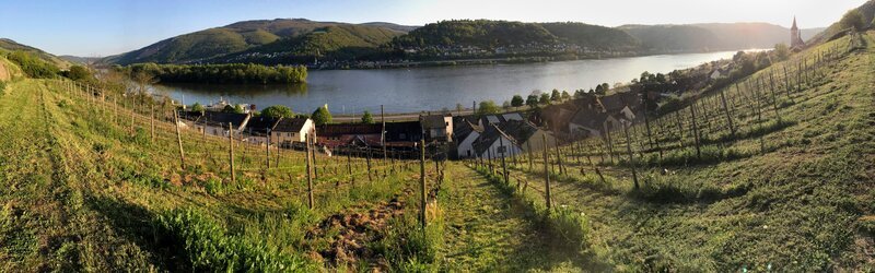 Der Rhein bei Lorch – mit Blick über Rebstöcke des Weinguts Mohr. – Bild: HR/​Alexander C. Stenzel