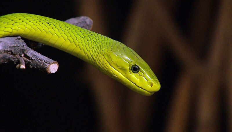 ARD/​NDR LEOPARD, SEEBÄR & CO., FOLGE 131, am Donnerstag (18.04.13) um 16:10 Uhr im ERSTEN. Die Grune Mamba im Giftschlangendorf. – Bild: NDR/​DocLights GmbH