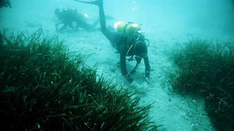 Mit dem Projekt "Manaia" sollen Seegraswiesen im Mittelmeer geschützt werden. Dazu sammeln Taucher die Samen der Pflanze. – Bild: phoenix/ZDF Mit dem Projekt "Manaia" sollen Seegraswiesen im Mittelmeer geschützt werden. Dazu sammeln Taucher die Samen der Pflanze. – Bild: phoenix/ZDF