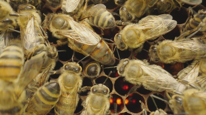 Der Kern eines Bienenstockes sind die Brutwaben. Die Königin legt täglich bis zu 2000 Eier. – Bild: phoenix/​ZDF/​Oliver Kratz