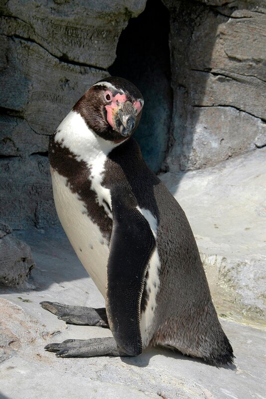 Humboldtpinguin, geordnetes Anstellen für den Fisch. – Bild: Radio Bremen/​Volkmar Strüßmann