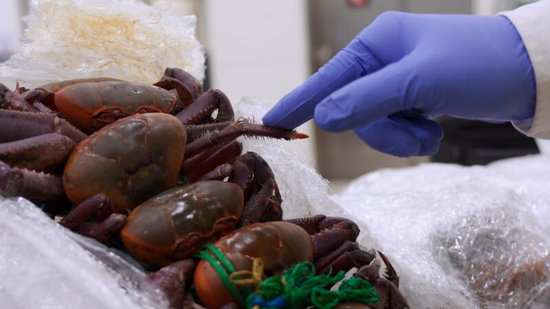 Krabben – Bild: DSPL