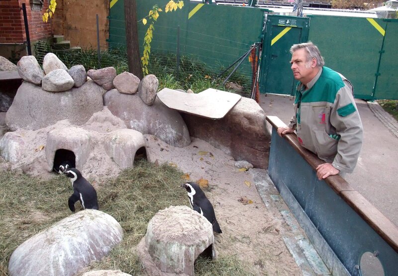 Revierleiter Gerhard Popp hat seine Pinguingruppe immer im Blick. Die Eigenheiten seiner Tiere kennt er ganz genau. – Bild: Jens Klinger /​ BR, SWR /​ BR/​SWR/​Jens Klinger