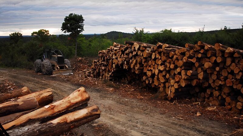 Skidder at loading site as seen on episode two of American Loggers. – Bild: Warner Bros. Discovery