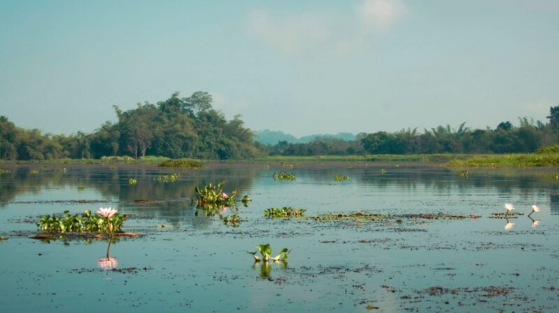 Der Tram Chim Nationalpark ist gerade einmal 76 Quadratkilometer groß, und einer der letzten ursprünglichen Flecken im riesigen Mekong Delta. – Bild: WDR/​NDR/​Doclights GmbH