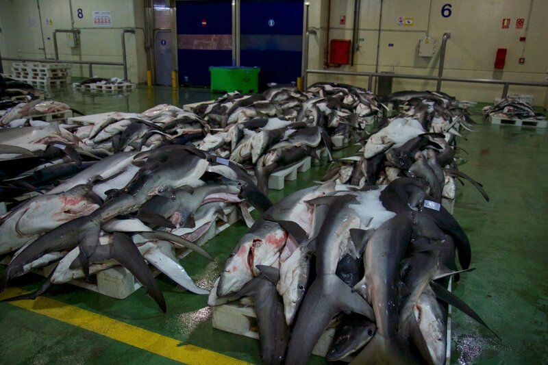 Die Fischhallen von Vigo. – Bild: ORF