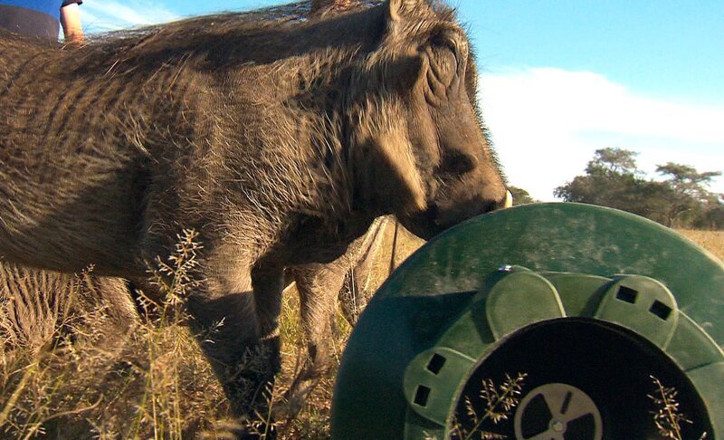 Beim „Behavioral Enrichment“ müssen die Tiere sich ihr Futter erarbeiten. – Bild: SWR/​Christian Marohl
