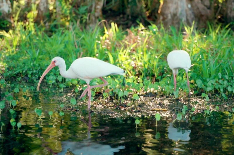 Ibisse am Ufer des Wakulla River – Bild: RBB /​ Hector David Rosales/​Penelope /​ Hector David Rosales/​Penelope Pictures LLC