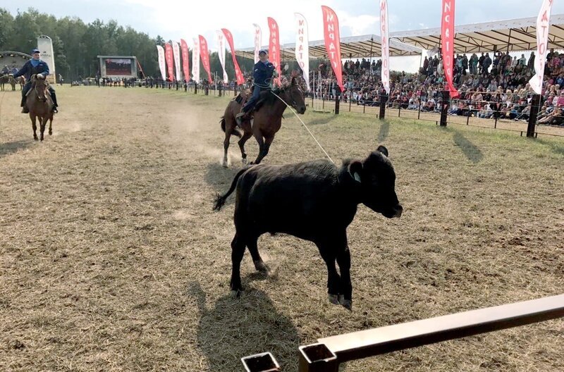 Der Reporter Nate Halverson besuchte ein russisches Rodeo, das er als „Wahnsinnsspektakel“ beschreibt. Bei dem Ereignis waren Regierungsvertreter und Chefs verschiedener Viehbetriebe anwesend. – Bild: CIR Studios