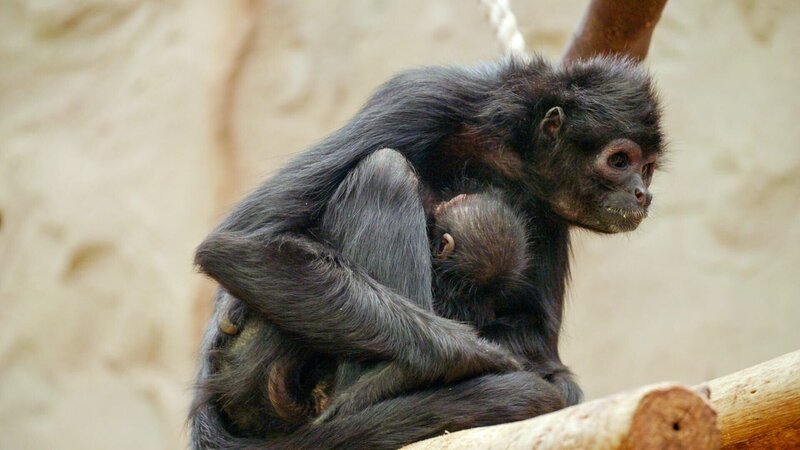 monkeys – Bild: ORF/​Universal