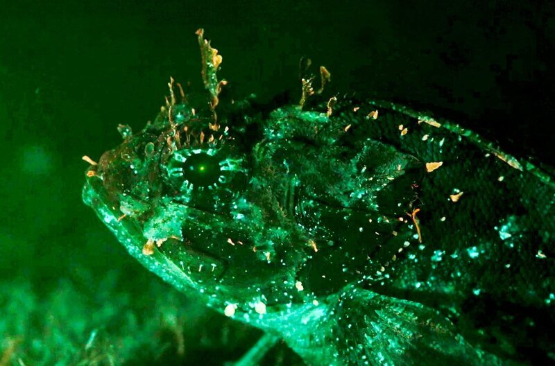 Der Drachenkopf nutzt Fluoreszenz zur Tarnung. Er scheint mit seiner Umgebung zu verschmelzen, sodass er seinen Opfern unbemerkt auflauern kann. – Bild: chris favero