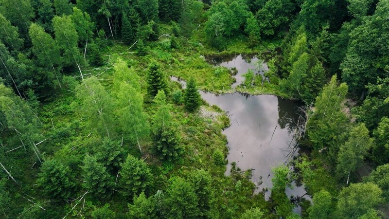 Durch das Fällen von Bäumen und die Vernässung der Landschaft, entstehen neue Lebensräume mit einer großen Vielfalt an Tieren und Pflanzen. – Bild: ORF/​Light & Shadow GmbH