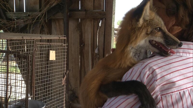 Fuchs. – Bild: ORF