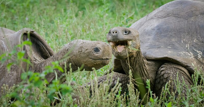 Riesen-Galapagos-Schildkröte begutatchtet die „Spionage Schildkröte“, Galapagosinseln – Ecuador. – Bild: ORF/​BBC/​John Downer Productions