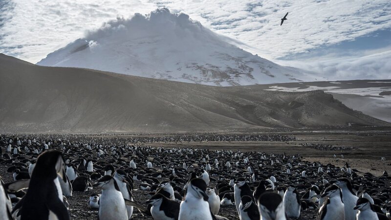 Auf Saunders Island wimmelt es von Wildtieren und es ist die Heimat von über einer Million Pinguinen. – Bild: SRF/​National Geographic/​Ryan Valasek