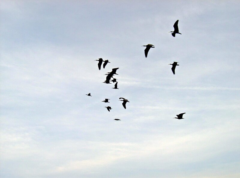 Waldrappe im Flug. – Bild: 3sat