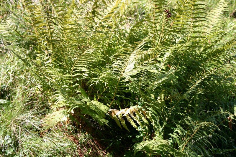 Farne gehören zu den ältesten Pflanzen unserer Erde. Vor etwa 360 Millionen Jahren, im Zeitalter des Karbon, wuchsen sie als riesige Baumfarne, heute findet man sie als kleinere Version im Wald. – Bild: BR/​Annette Goossens